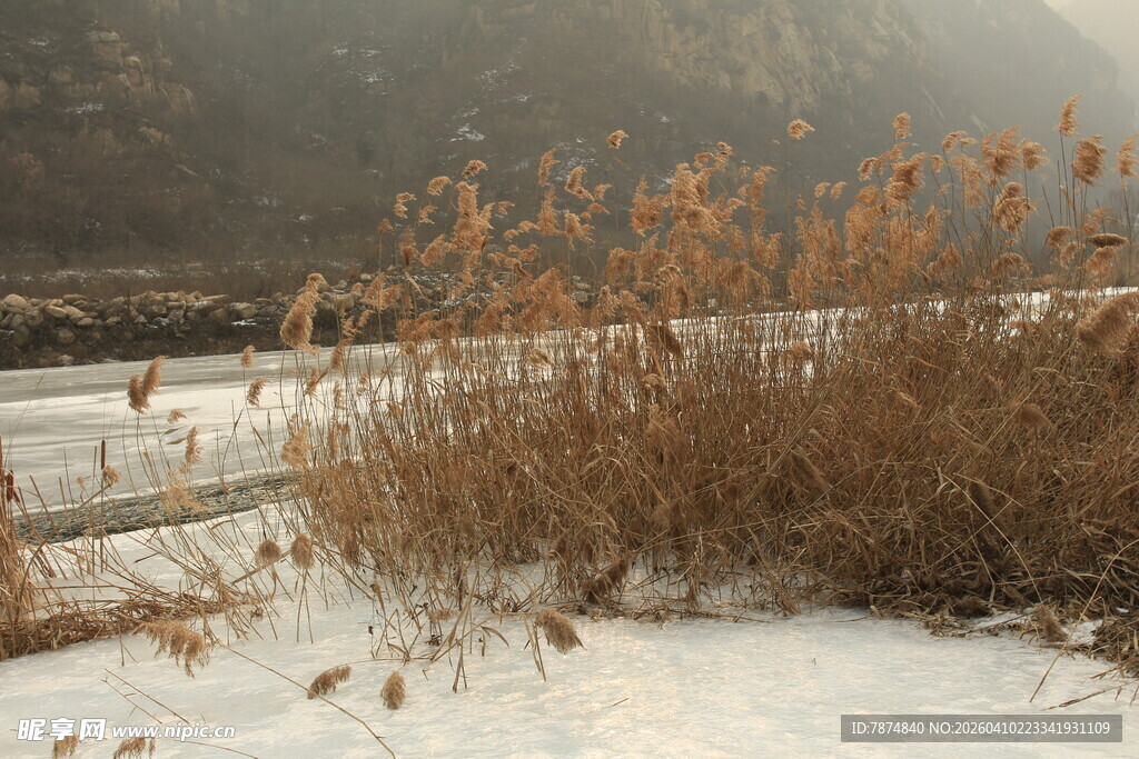 雪覆枯草 冬日静谧景致