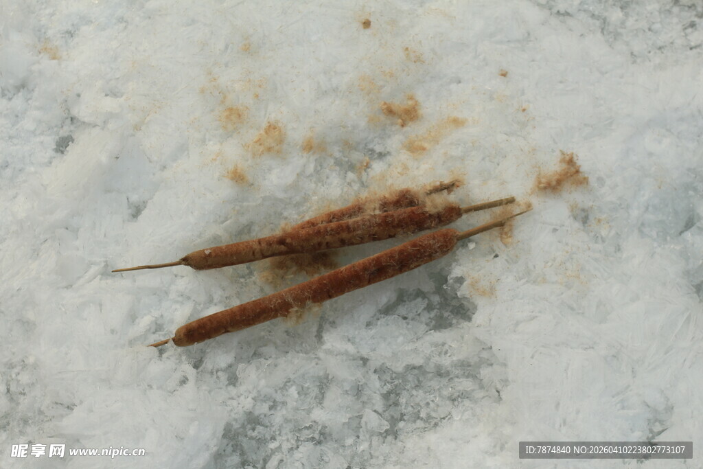 雪地中的两根棕色物体