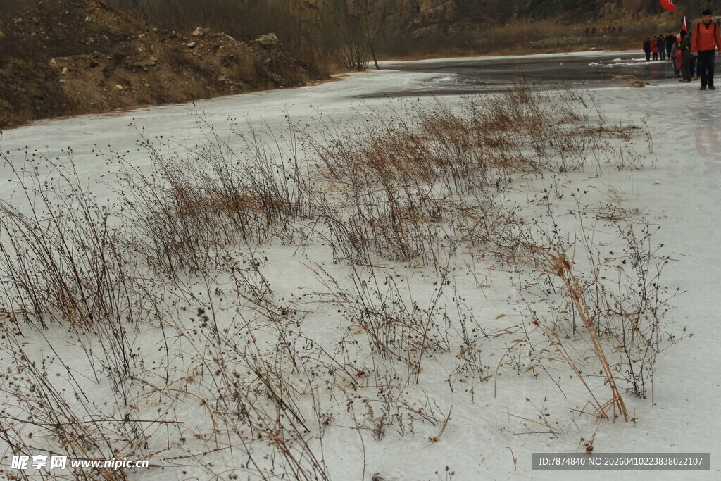 雪地中的干枯植物景观