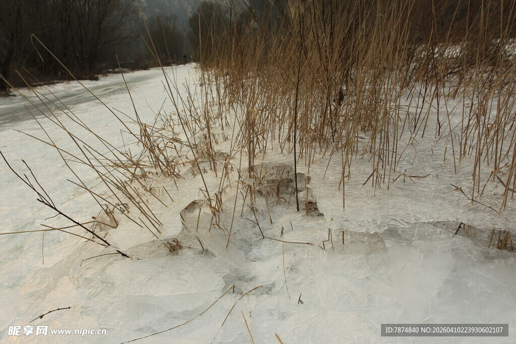 冬日雪地中的枯草丛
