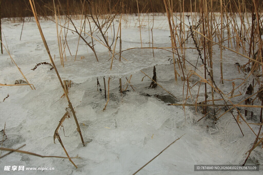 冬日冰面枯草景象
