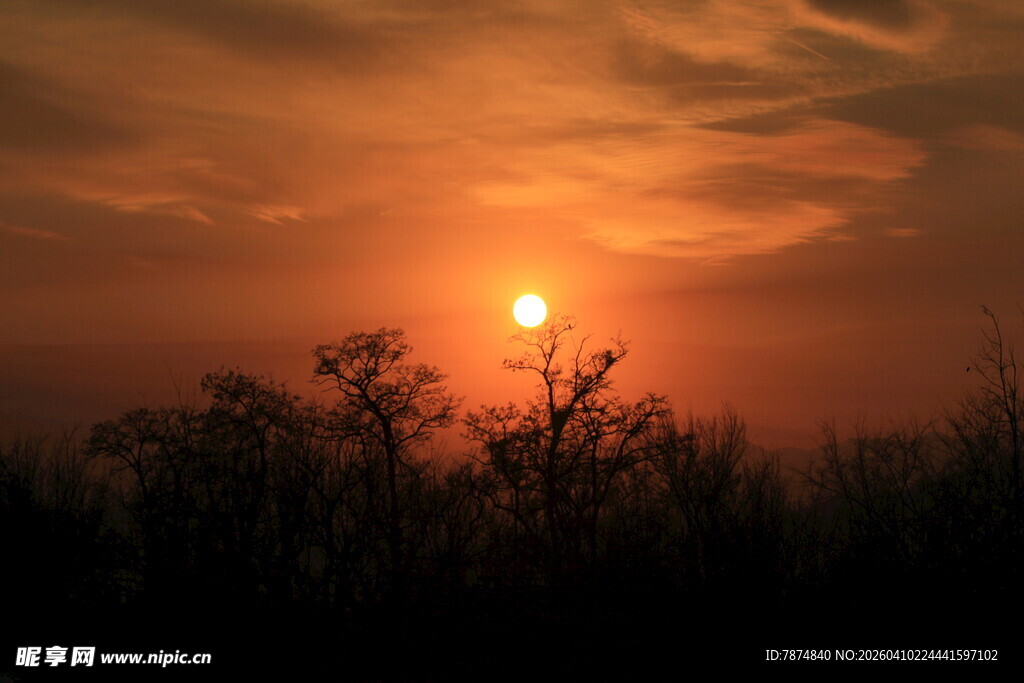 夕阳下的树木剪影