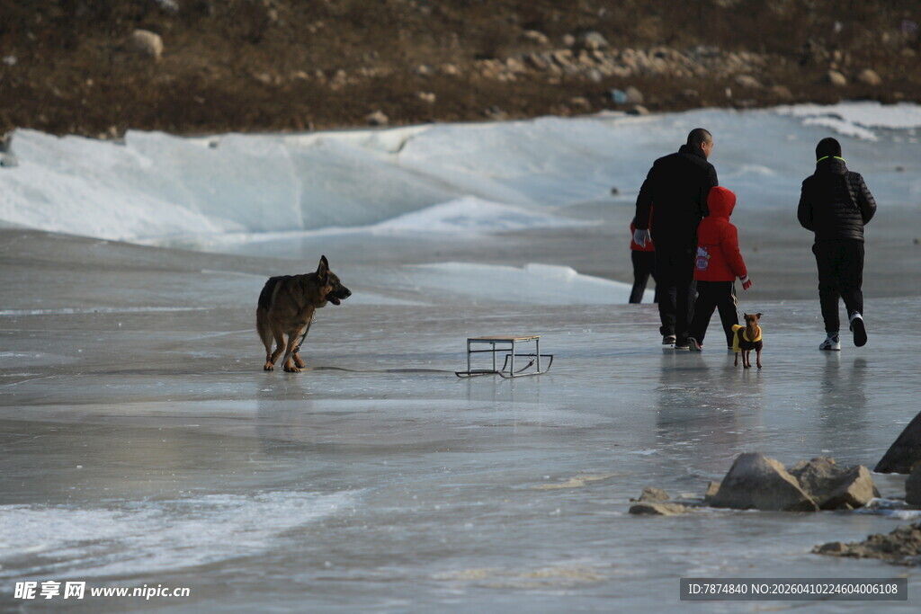 冰面漫步的人群与狗狗