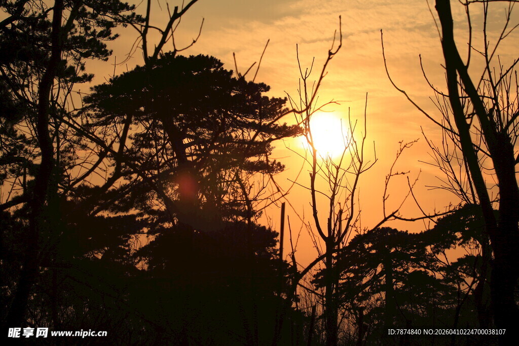 夕阳下的树林剪影