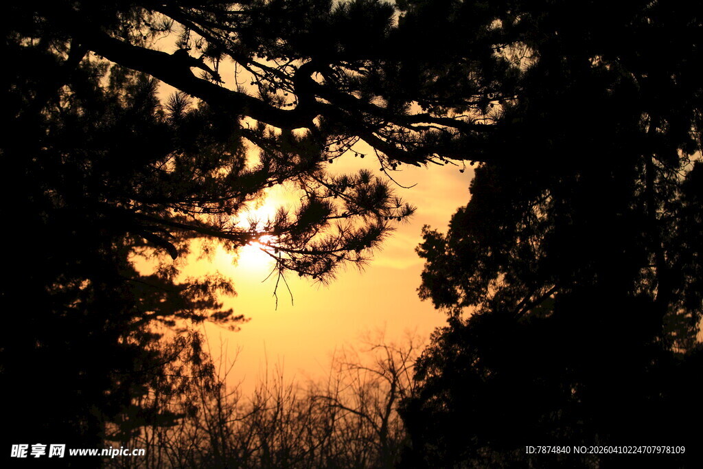 夕阳下的树木剪影