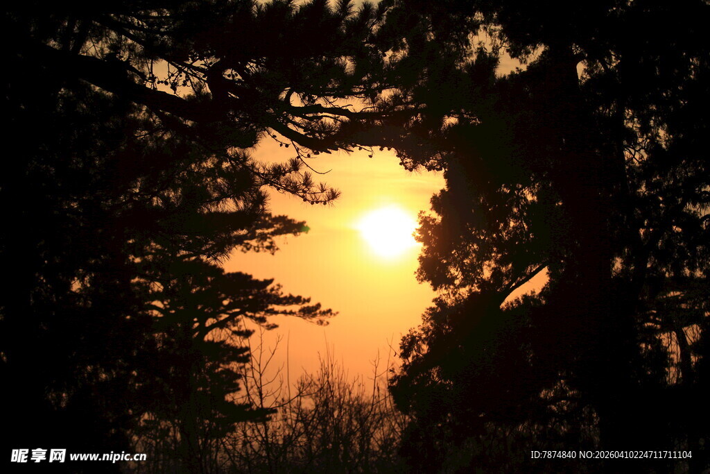 林间落日美景