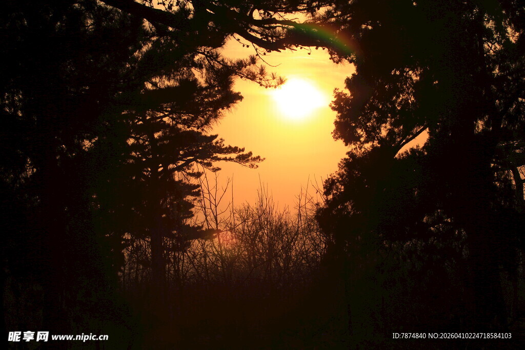 林间日落美景