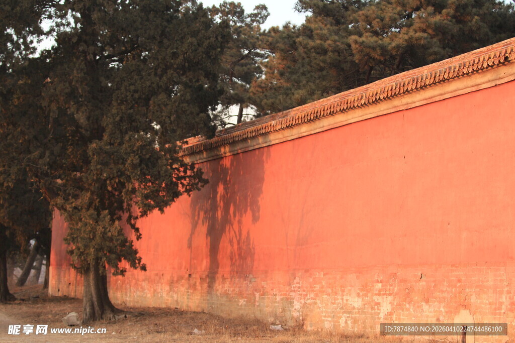红墙旁的树木景致