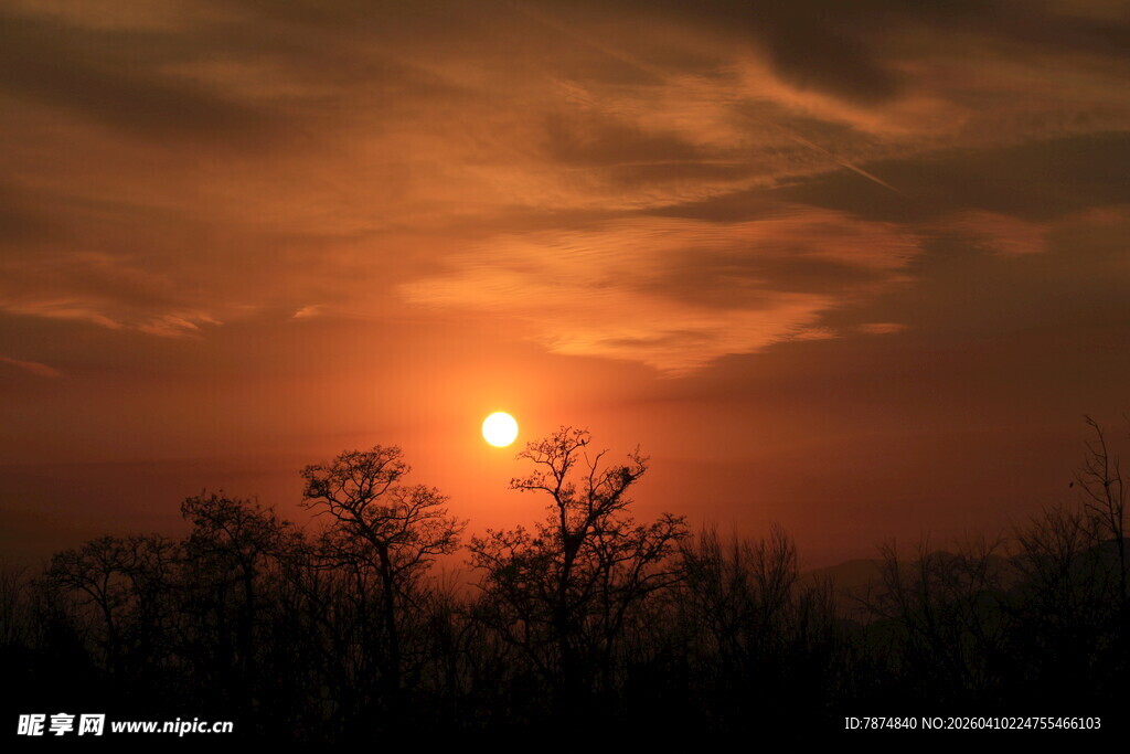 夕阳下的剪影植物景观