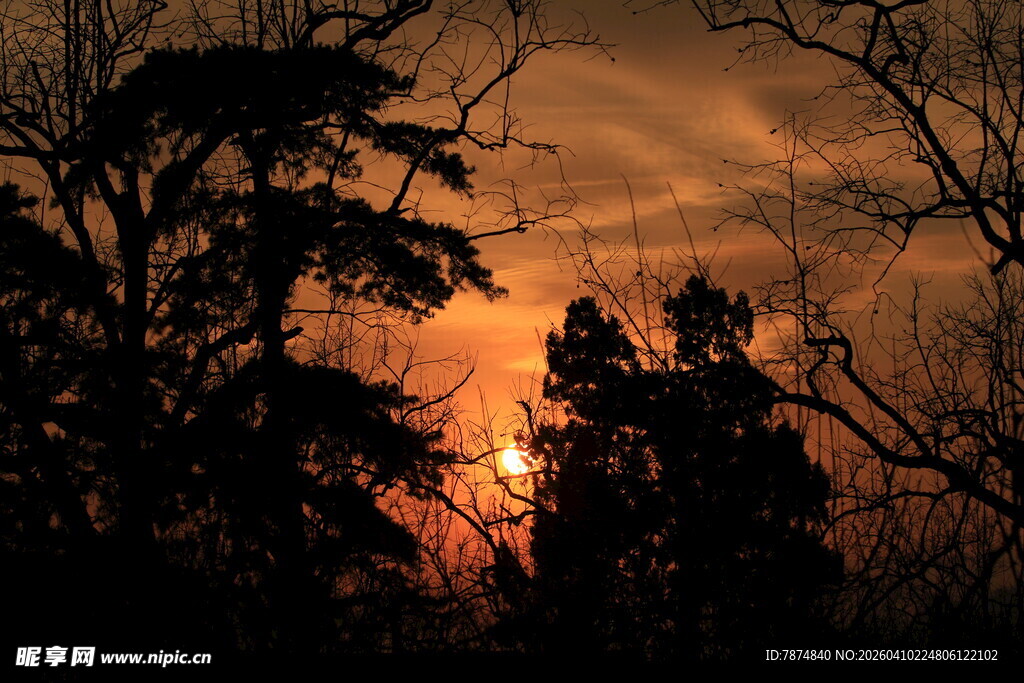 夕阳下树林剪影