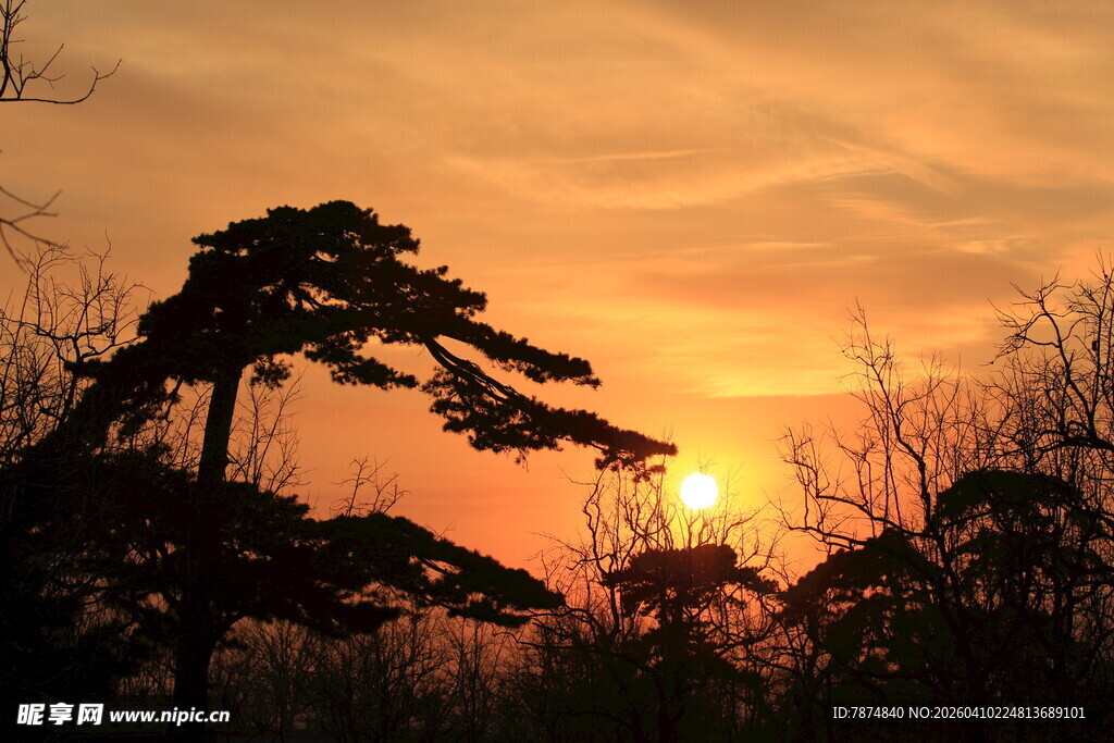 夕阳下的树木剪影