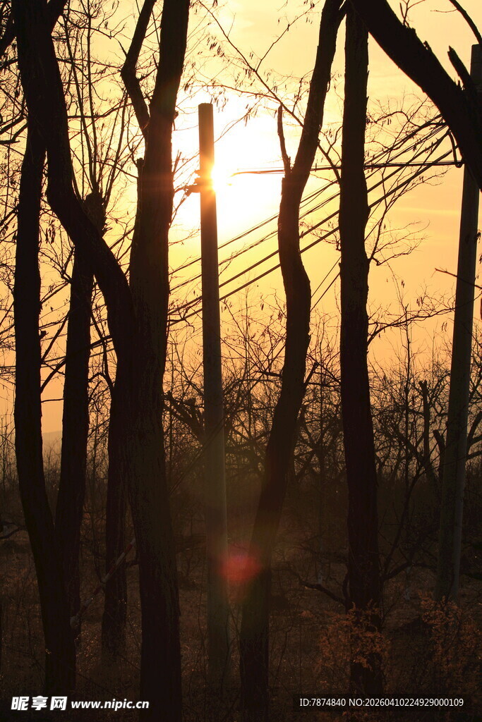 夕阳下的树林剪影