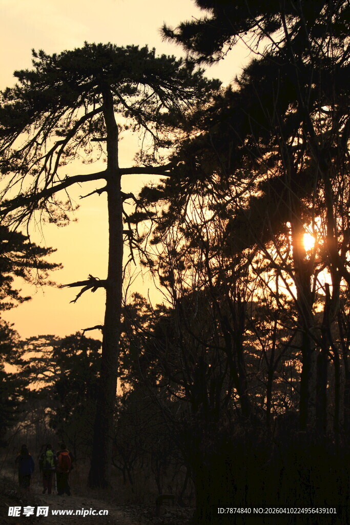 夕阳下的松林美景
