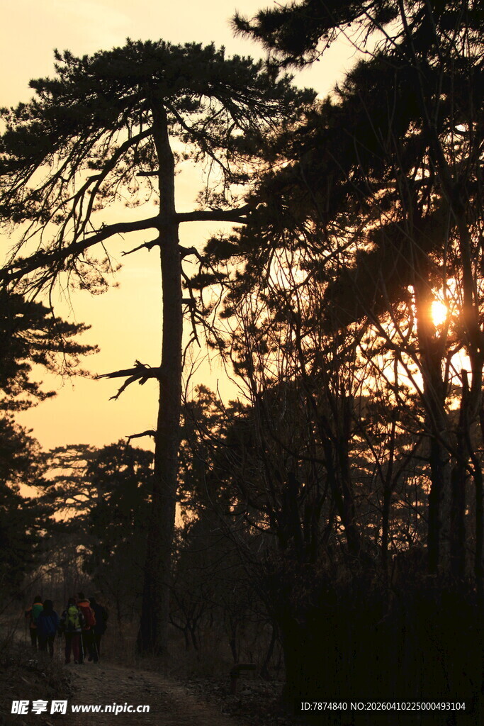 夕阳下的松林美景