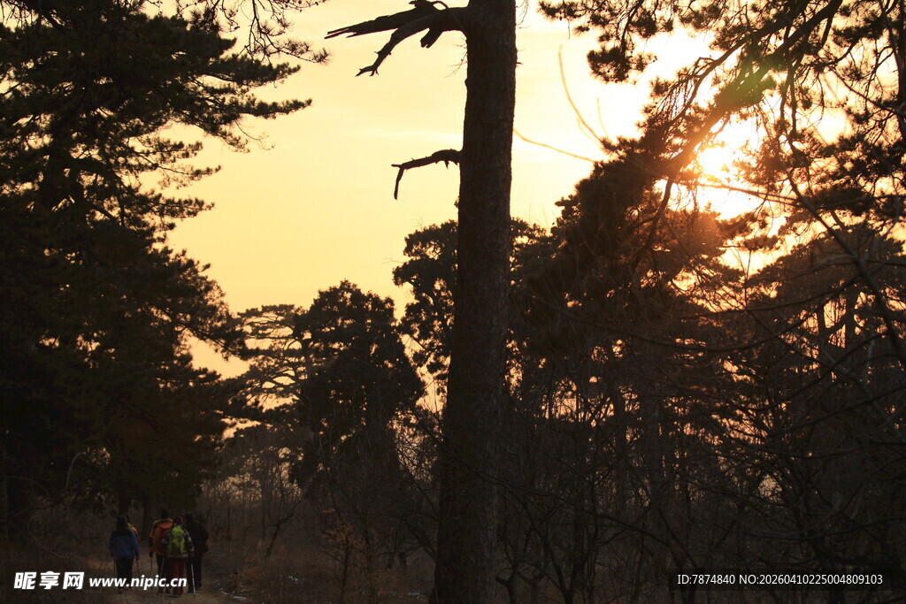 夕阳下的林间漫步美景