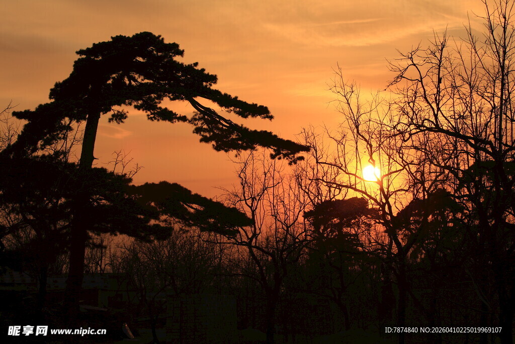夕阳下的松林剪影