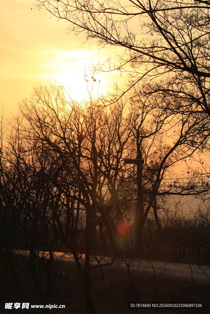 夕阳下的树木景观