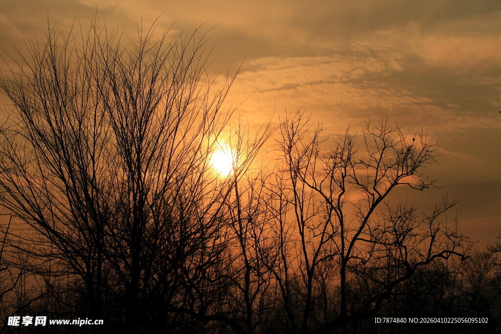 夕阳下的枯树剪影