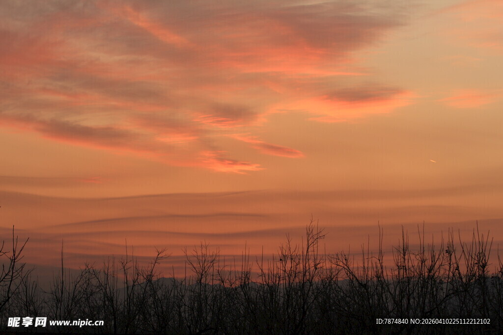 夕阳下的绚烂天空与草木