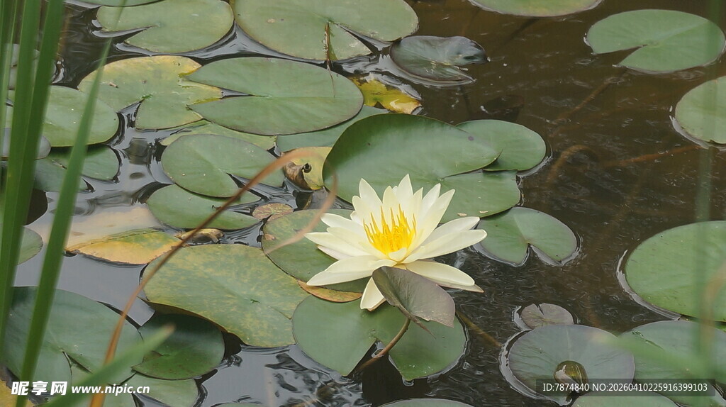 水中绽放的黄色睡莲