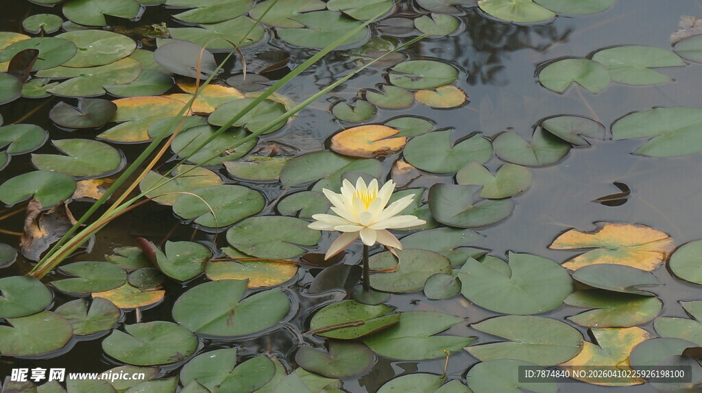 水中白莲伴浮叶