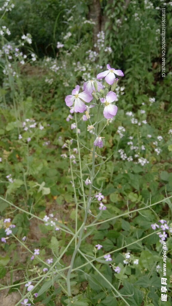 野外绽放的淡紫色花朵