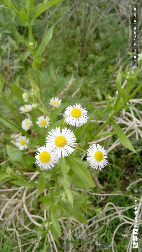 草地上的白色小雏菊