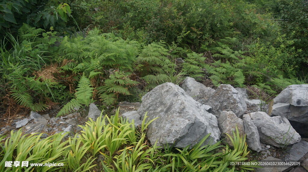 山间石景与繁茂蕨类植物