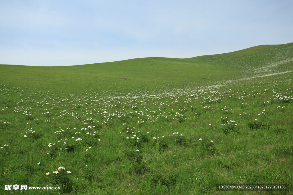 广袤绿野 繁花点缀