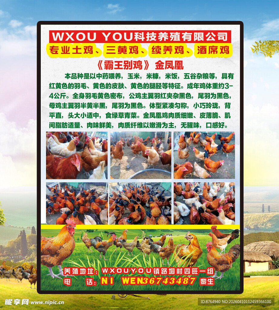 农场 鸡行海报