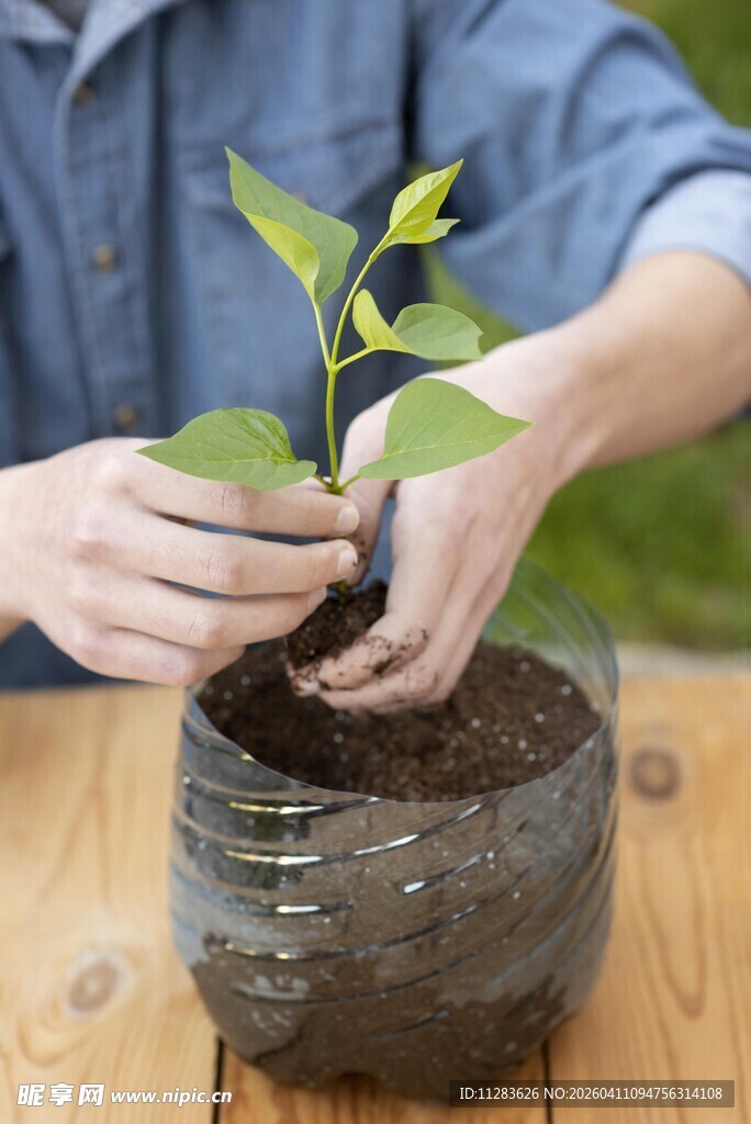 双手栽种绿植于花盆中