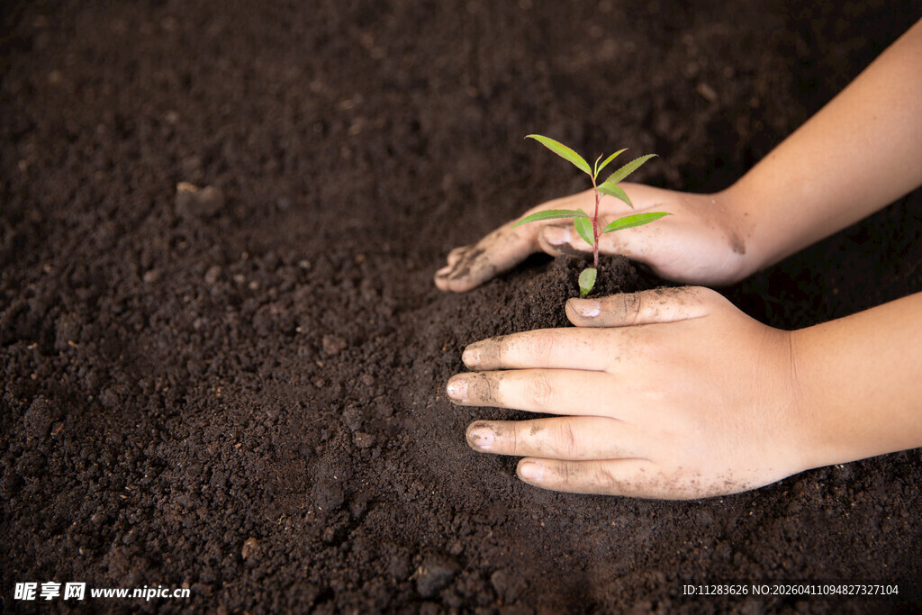 双手呵护幼苗成长