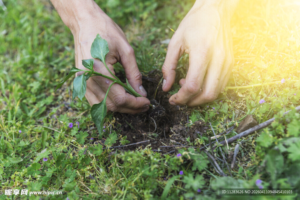 双手植绿苗于草地间