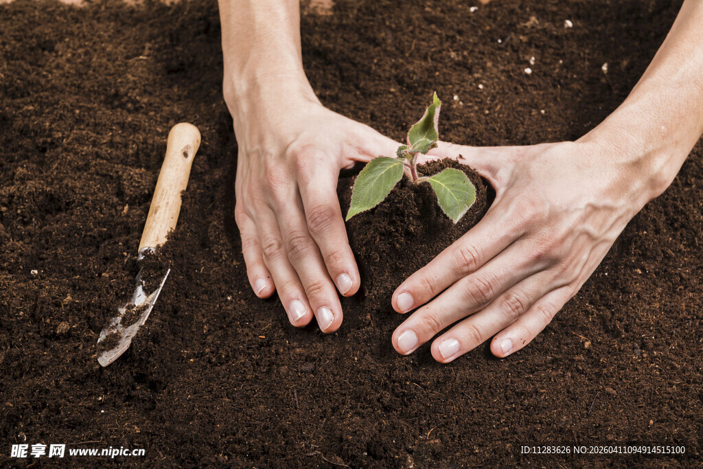 双手呵护幼苗成长