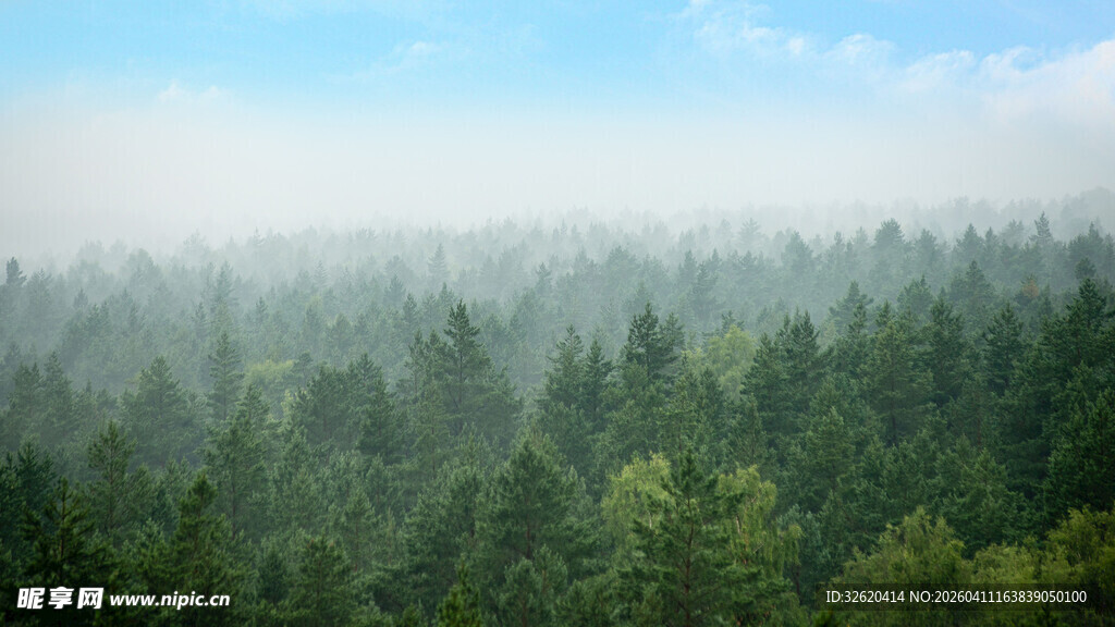 云雾缭绕的茂密森林