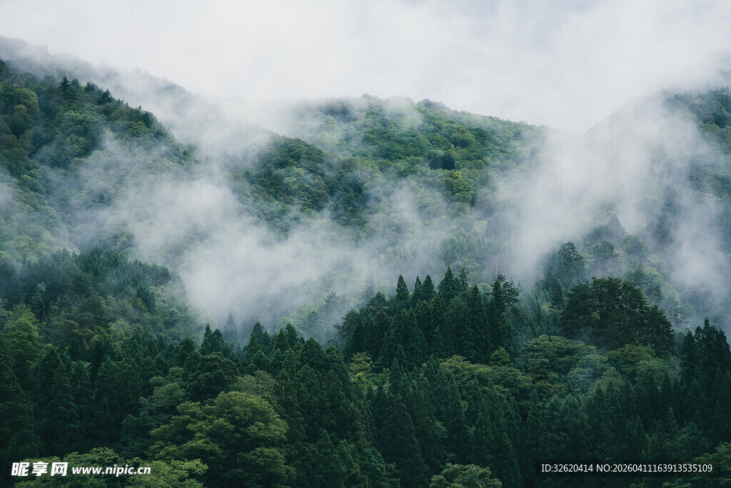 云雾缭绕的茂密山林