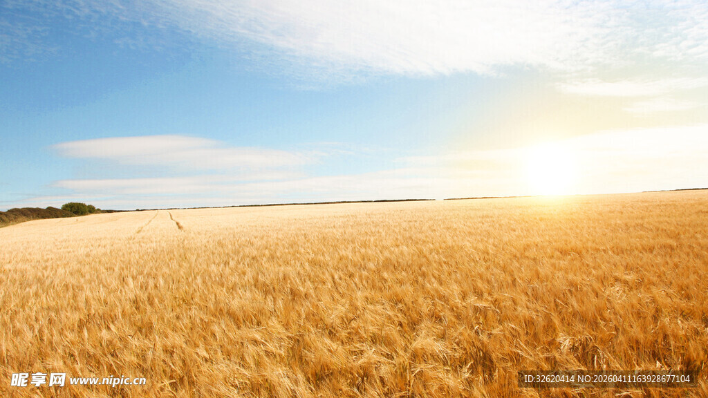 金色麦田
