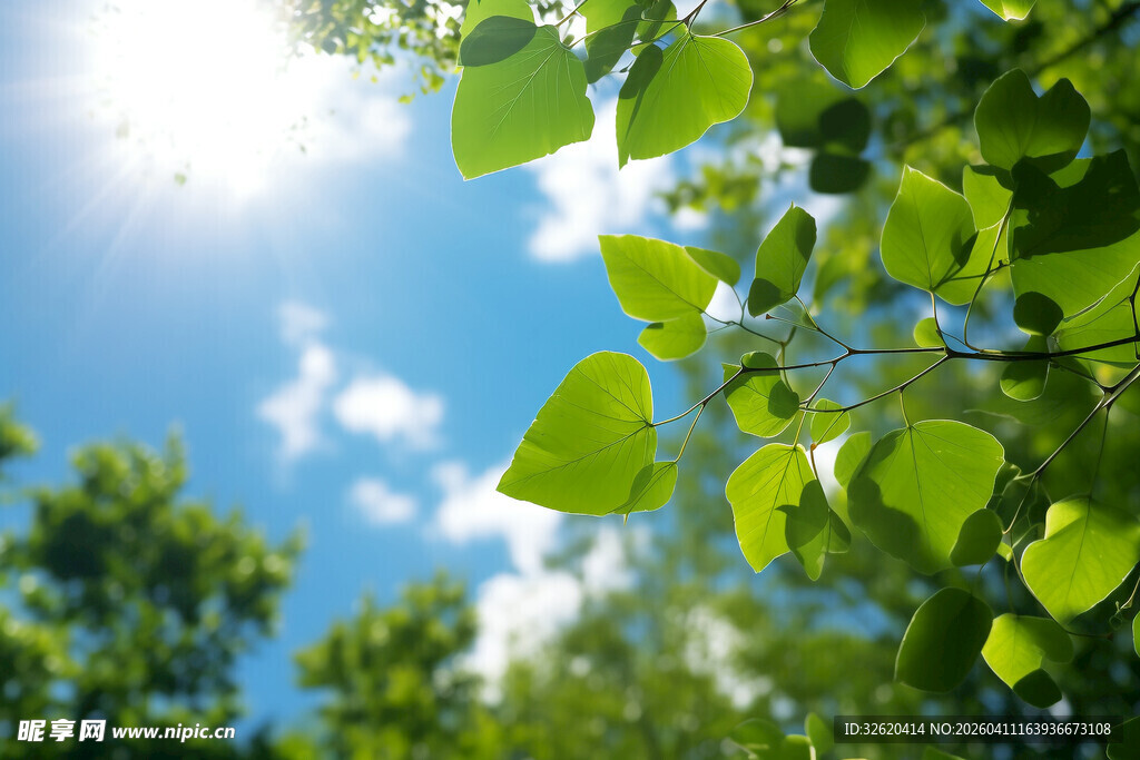 阳光下的翠绿树叶
