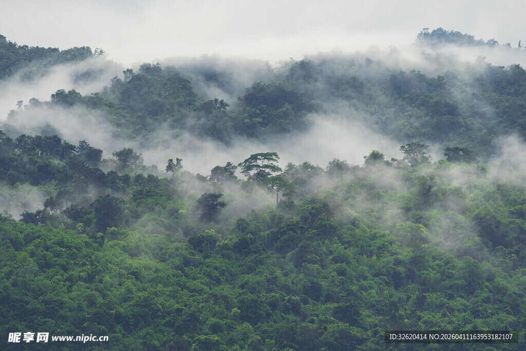 云雾缭绕的茂密山林