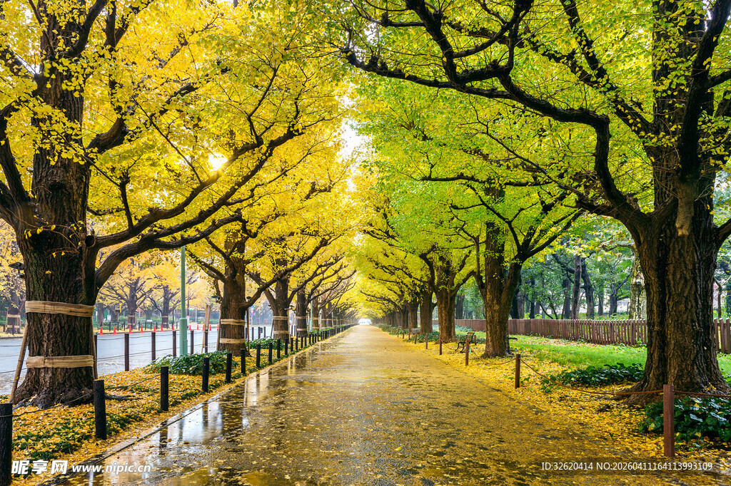 秋日银杏林荫道美景