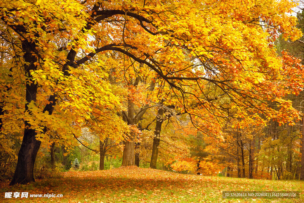 秋日金黄树林美景