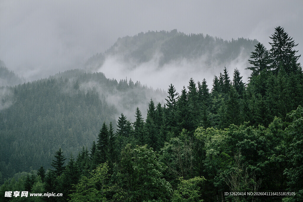 云雾缭绕的山林美景