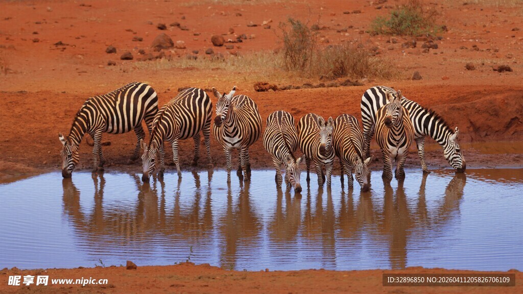 斑马群在水边饮水