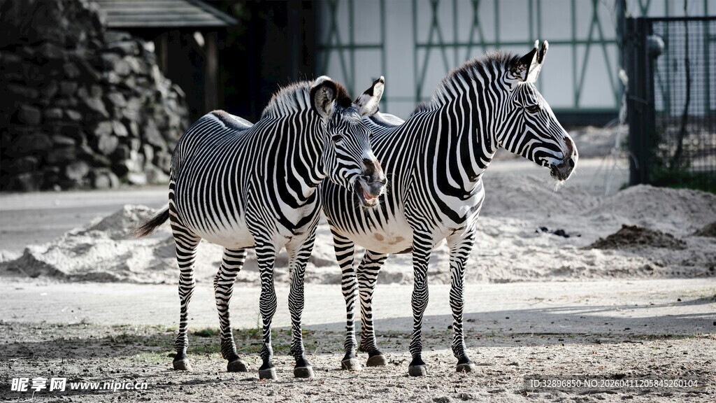三只斑马站立在户外