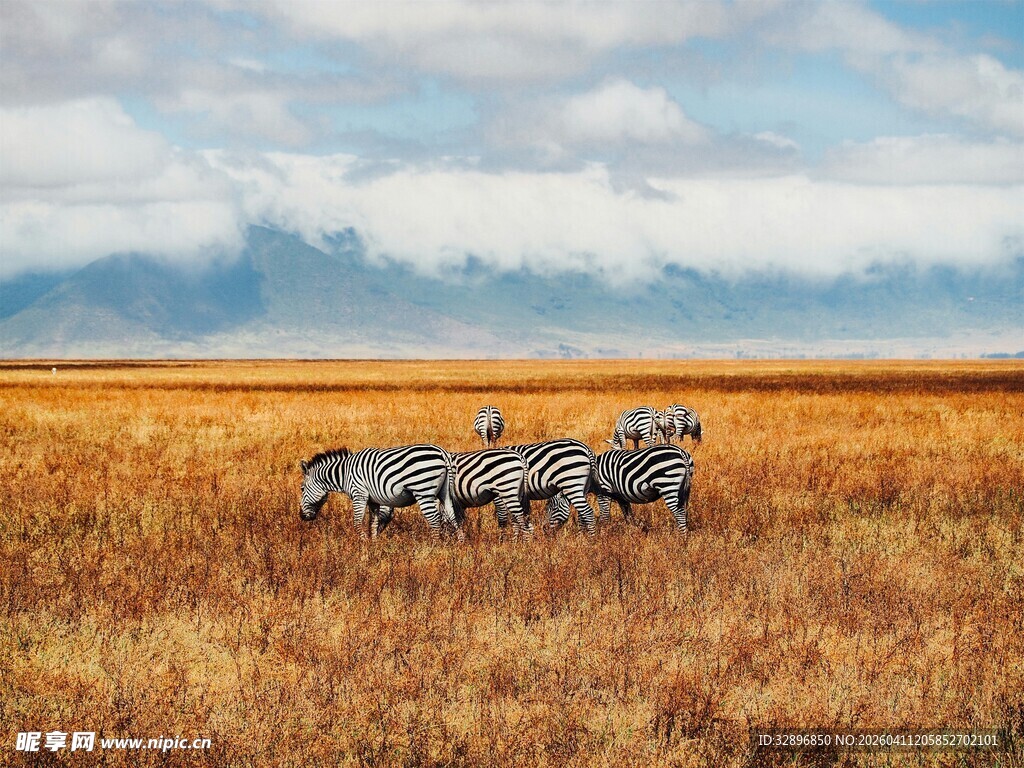 草原上的斑马群