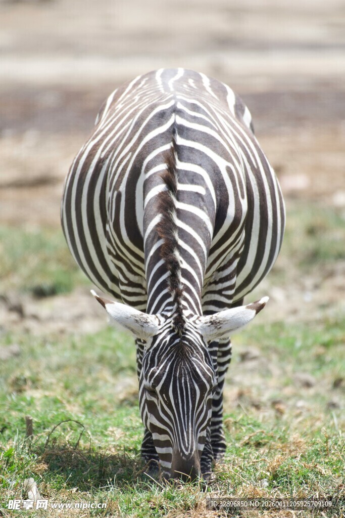 低头吃草的斑马