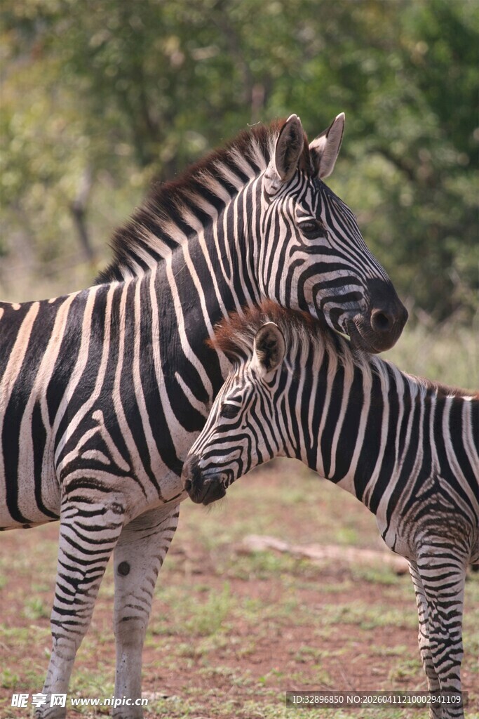 亲昵斑马母子