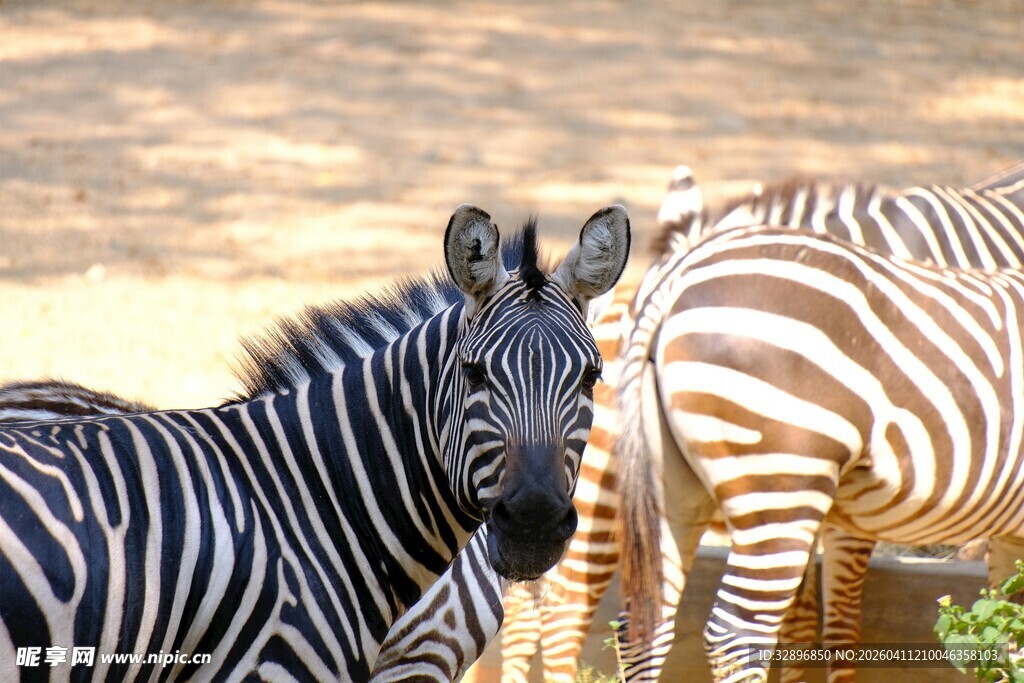 斑马特写黑白条纹的魅力