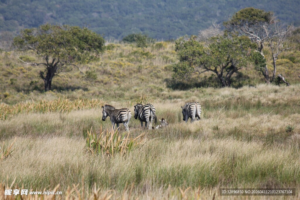 草原上的斑马群