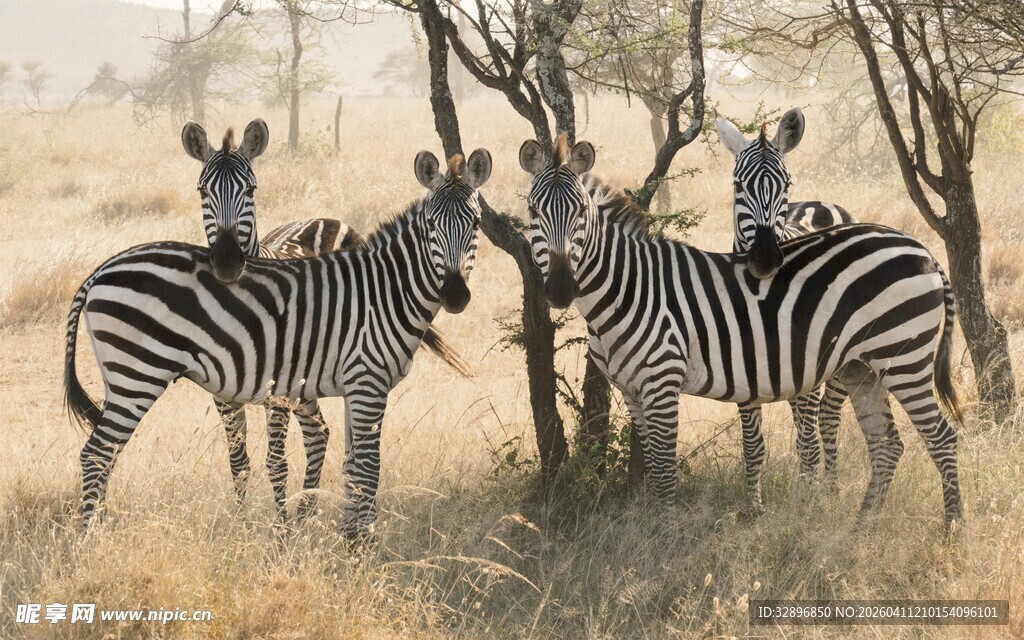 草原上的斑马群